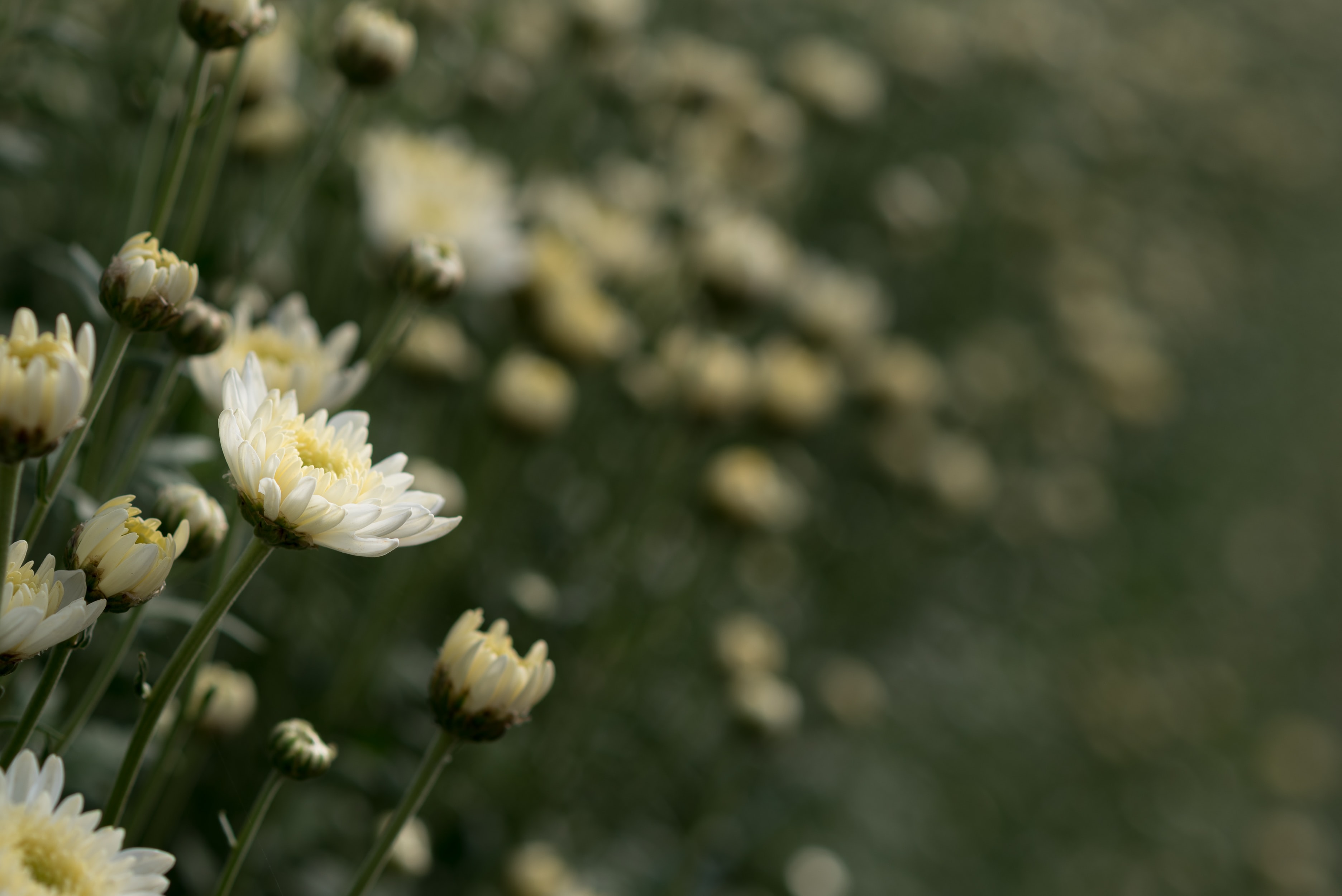 Hvite blomster med myke, kremgule sentre står i fokus i forgrunnen, mens flere blomster i bakgrunnen blir gradvis mer uskarpe, noe som gir et drømmende og rolig uttrykk. Foto.
