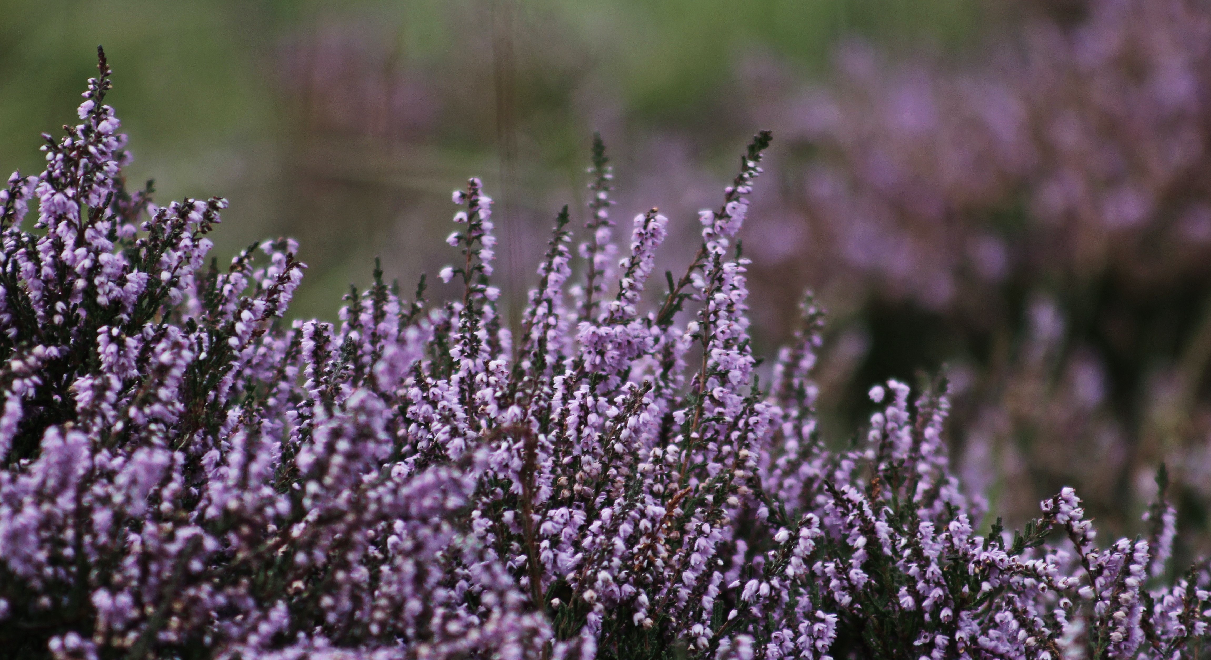 Et nærbilde av lilla lyng som blomstrer i naturen. De små blomstene står tett sammen og skaper et mykt, bølgende landskap av farger mot en uskarp, grønn bakgrunn. Foto.