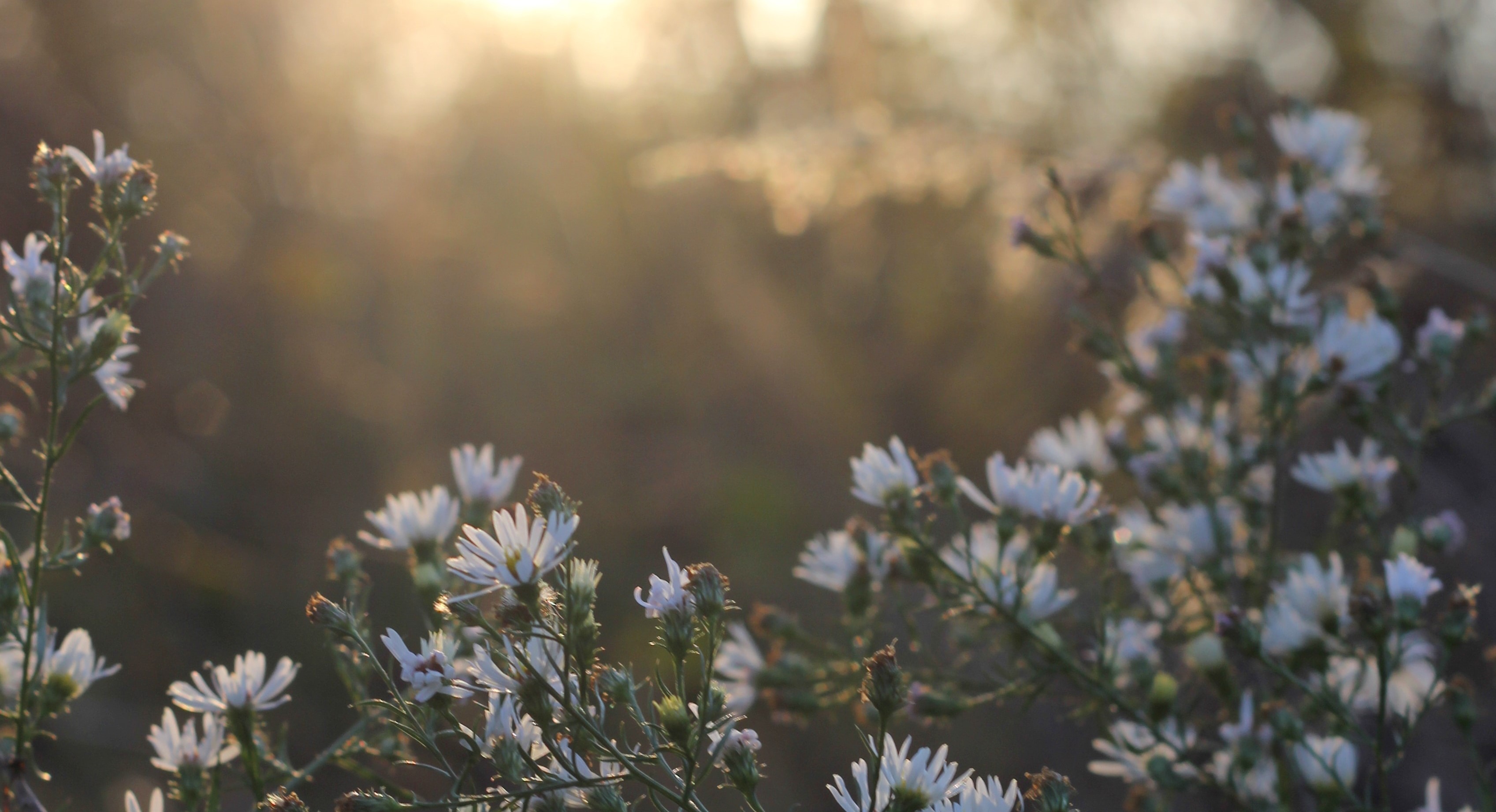 Små hvite blomster med smale kronblader strekker seg mot lyset, omgitt av en gyllen solnedgang i bakgrunnen. Foto.