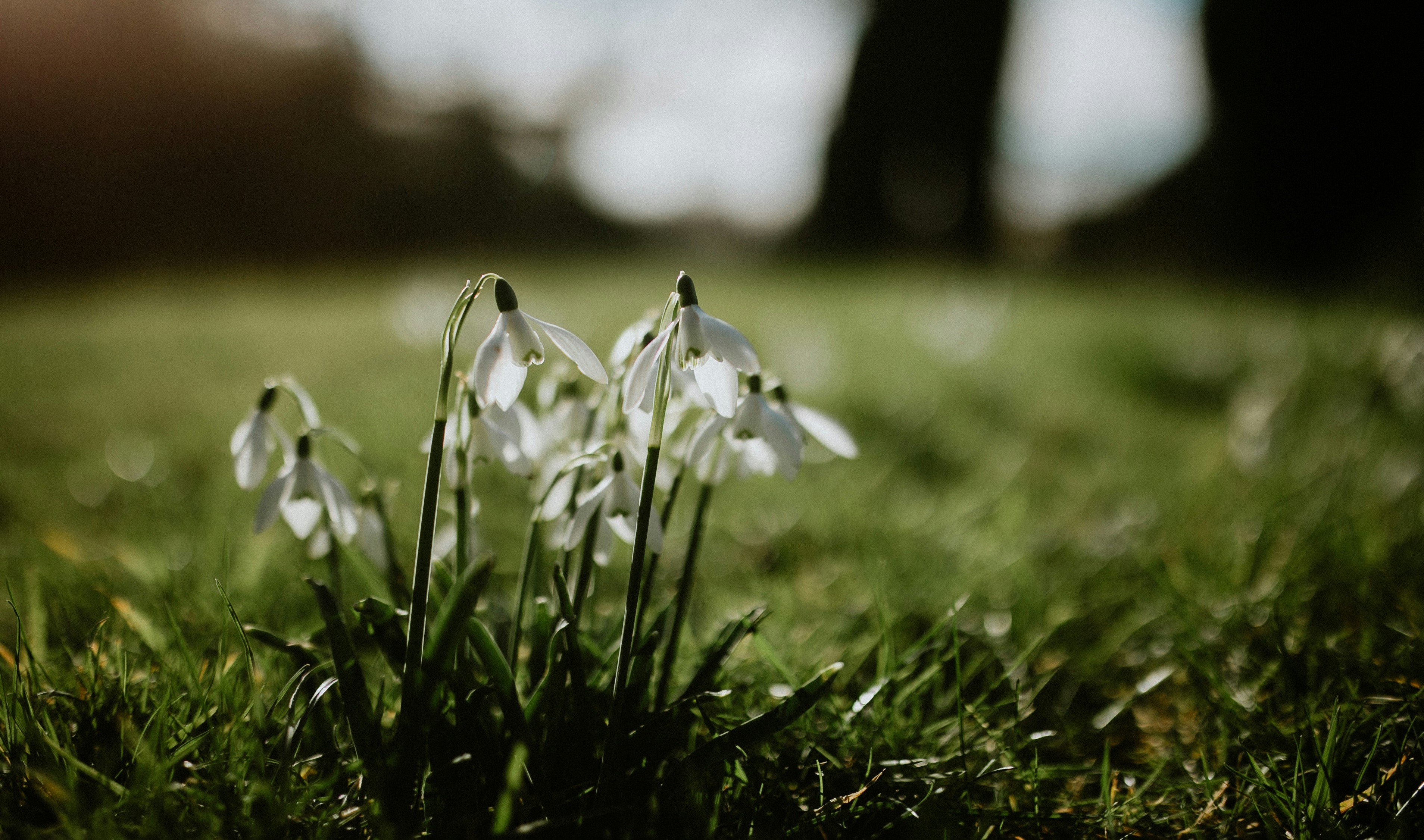 Hvite snøklokker (Galanthus) blomstrer i en grønn eng, med mykt sollys i bakgrunnen. Foto.