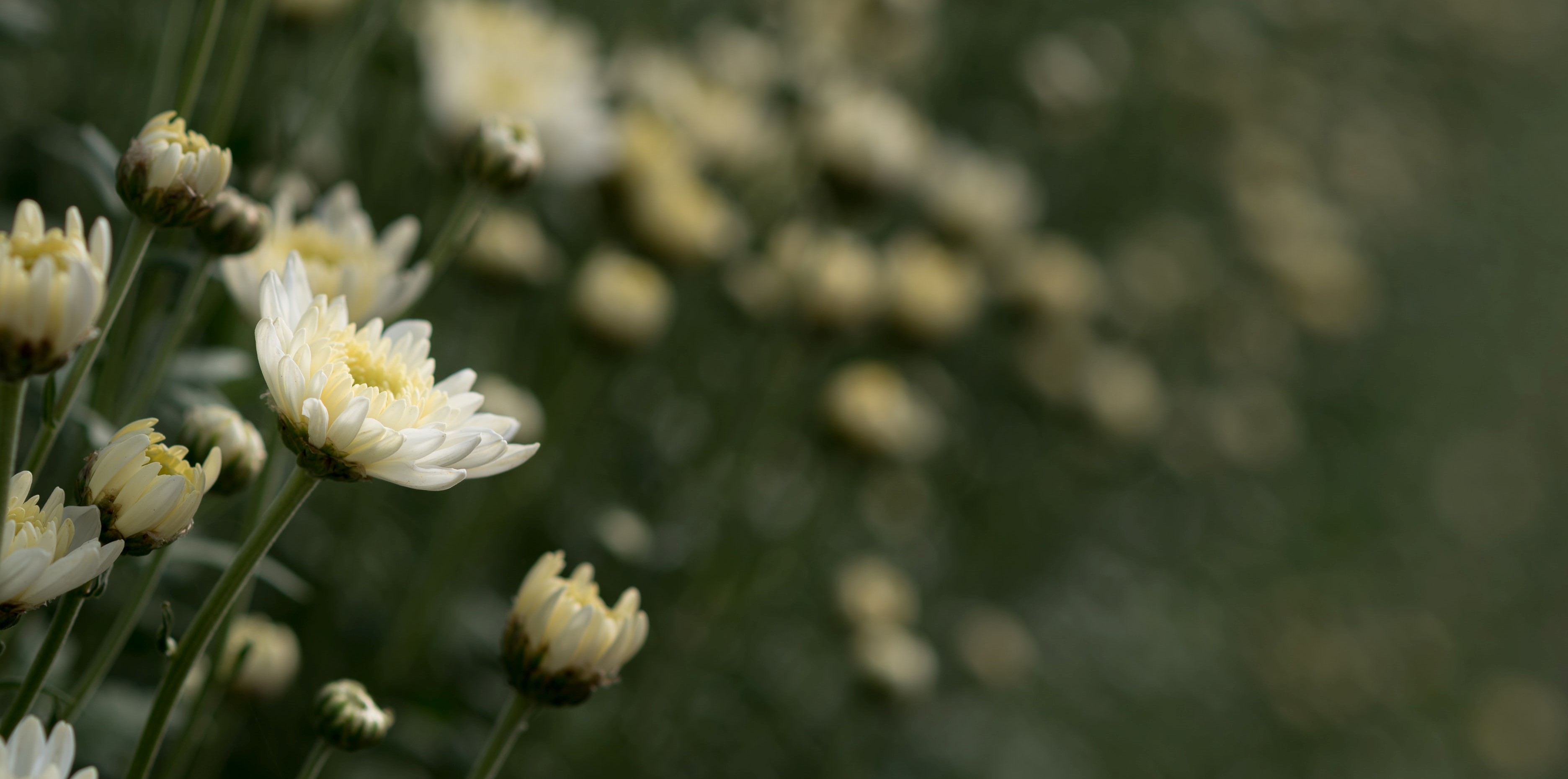 Hvite blomster med myke, kremgule sentre står i fokus i forgrunnen, mens flere blomster i bakgrunnen blir gradvis mer uskarpe, noe som gir et drømmende og rolig uttrykk. Foto.